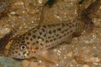 Corydoras sp. C45